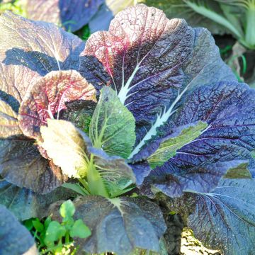 Moutarde Green Serifon Bio - Ferme de Ste Marthe