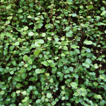 Muehlenbeckia complexa Sealand Compact