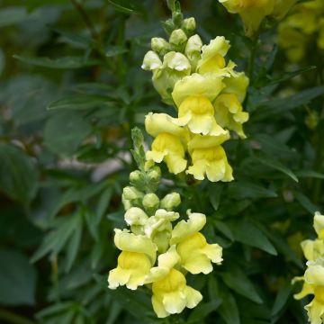 Antirrhinum Dazzling Lips Lemon - Muflier