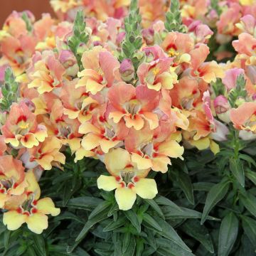 Antirrhinum majus Pretty in Pink® - Muflier.