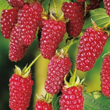Mûre Buckingham Tayberry - Rubus Tayberry 