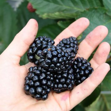 Mûre Direttissima Montblanc - Rubus fruticosus 