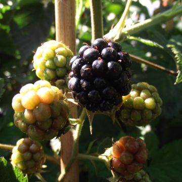 Mûre sans épines Thornfree - Rubus fruticosus