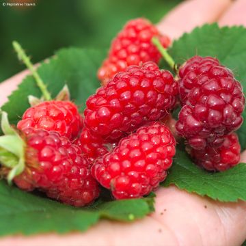 Mûre tayberry Bounty Berry 'YANTAY' - Mûre-framboise
