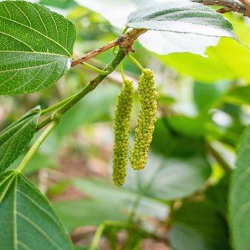 Mûrier blanc King's White - Morus alba var. laevigata