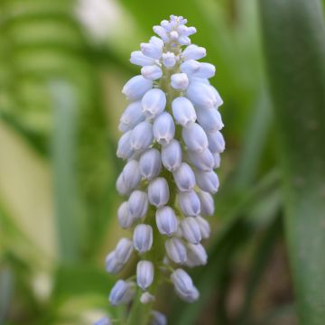 Muscari Baby's Breath (Jenny Robinson)