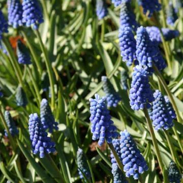 Muscari Aucherii Blue Magic 7+