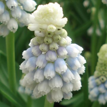 Muscari Mountain Lady 