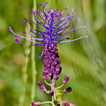 Muscari comosum - Muscari à toupet