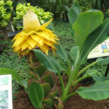 Musella lasiocarpa - Bananier nain - Bananier sacré de boudha