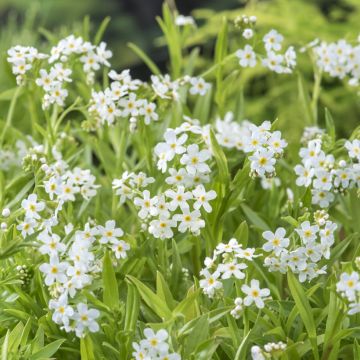 Myosotis scorpioides Alba - Myosotis des marais