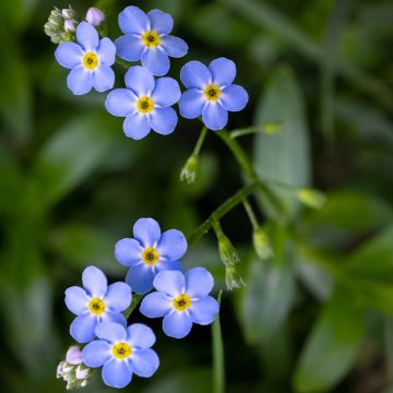 Myosotis scorpioides - Myosotis des marais