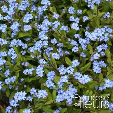 Myosotis sylvatica Savoie Blue Mini-motte