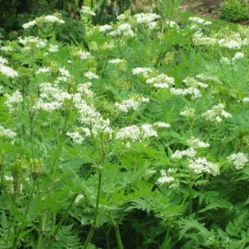 Corbeille à papier de bureau en métal, romarin en fleurs, Rosmarinus  officinalis, Massilly - Début de Série