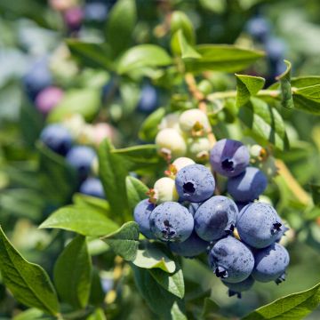 Vaccinium corymbosum Legacy - Myrtillier compact à gros fruits