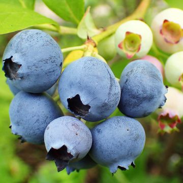 Myrtille d'Amérique - Vaccinium corymbosum Duke