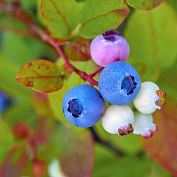 Myrtille d'Amérique - Vaccinium corymbosum Legacy