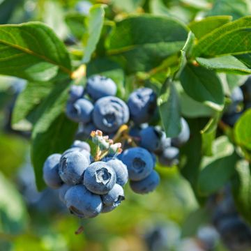 Vaccinium corymbosum Legacy - Myrtillier compact à gros fruits