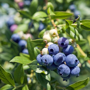 Myrtille d'Amérique - Vaccinium corymbosum Pionner