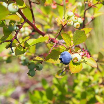 Myrtillier Yello!Berryblue - Vaccinium corymbosum