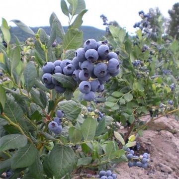 Myrtillier Blue Jay - Vaccinium corymbosum