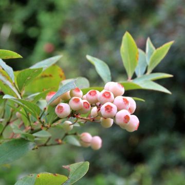 Myrtillier Pink Bonbons - Vaccinium corymbosum 