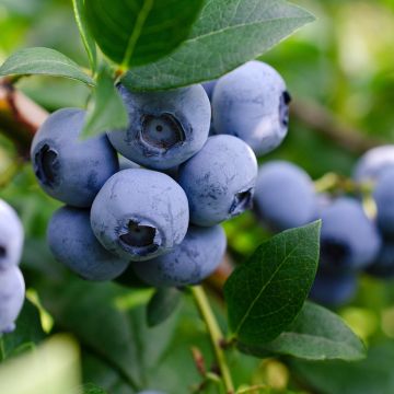 Myrtillier nain Lucky Berry - Vaccinium corymbosum