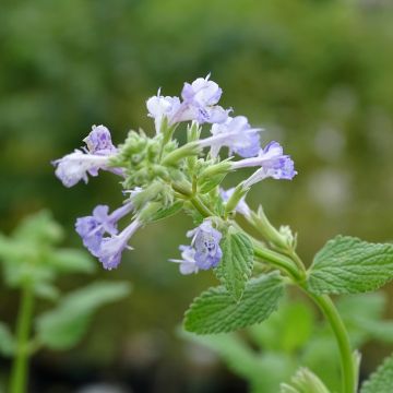 Nepeta x faassenii 'Junior Walker' - Herbe à chat vivace compacte