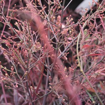 Nandina Plum Passion - Bambou sacré