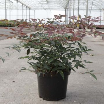 Nandina domestica Flirt - Bambou sacré nain