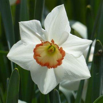 Narcisse Audubon