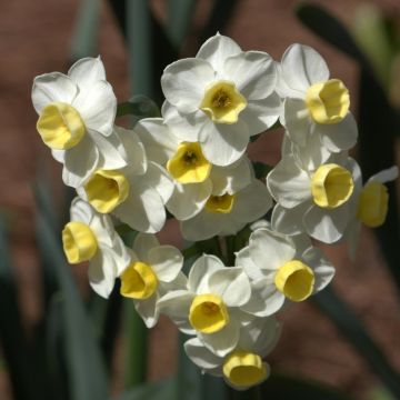 Narcisse Avalanche - Narcissus tazetta