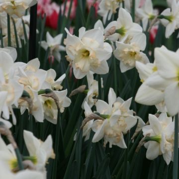 Narcisse Changing Colors - Narcisse à couronne fendue