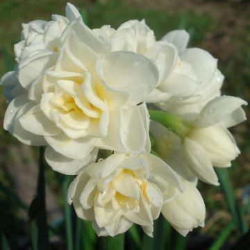 Narcisse tazetta Erlicheer