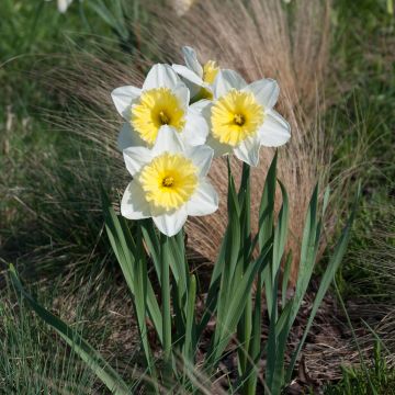 Narcisse Ice Follies