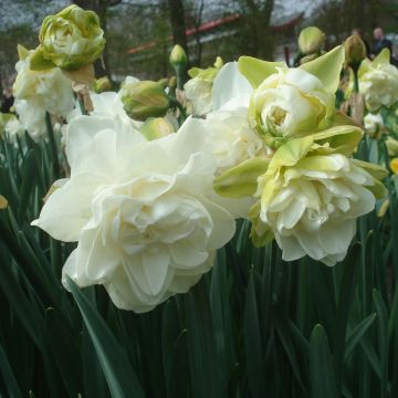 Narcisse à fleur double Obdam - Narcissus Obdam