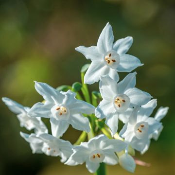 Narcisse Paperwhite - Narcissus papyraceus