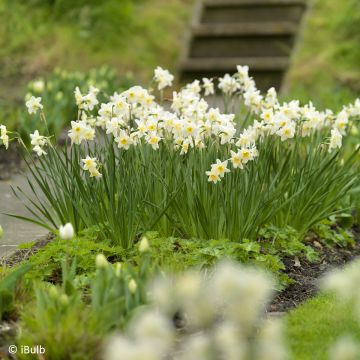 Narcisse Dutch Master