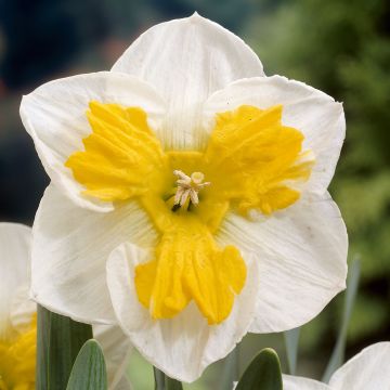 Narcisse Tricollet - Narcisse à couronne fendue