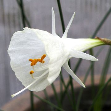 Narcisse bulbocodium White