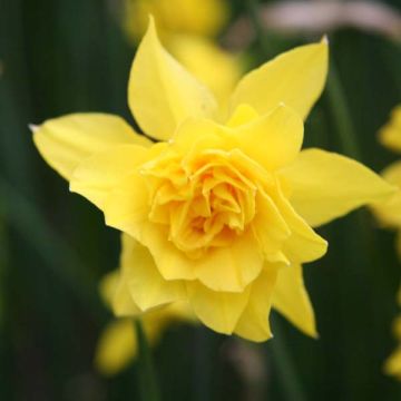 Narcisse odorus Rugulosus Flore Pleno