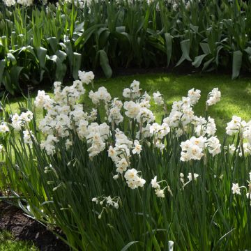 Narcisse tazetta Laurens Koster