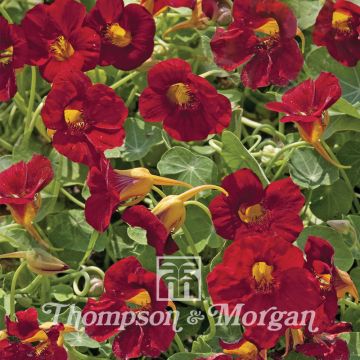 Graines de Capucine naine Crimson Emperor - Tropaeolum majus 