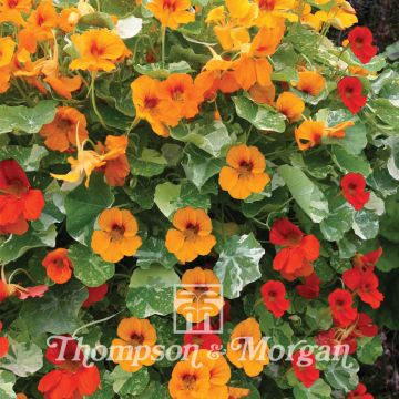 Graines de Capucine naine Firebird - Tropaeolum majus