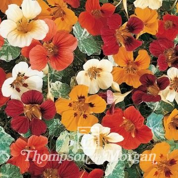 Graines de Capucine grimpante Jewel of Africa - Tropaeolum majus