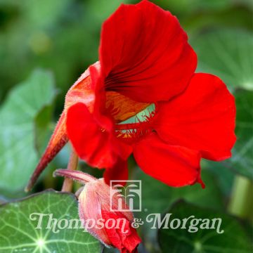 Graines de Capucine naine Princess of India - Tropaeolum majus