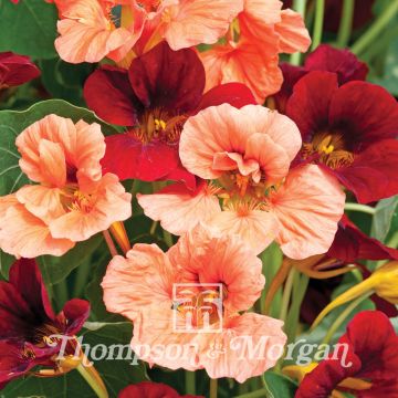 Graines de Capucine naine Rumba Mix - Tropaeolum minus