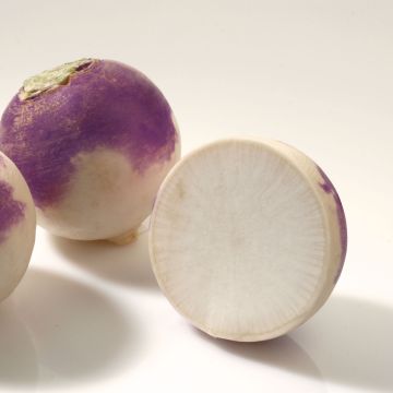Navet Blanc Globe A Collet Violet Bio - Brassica rapa
