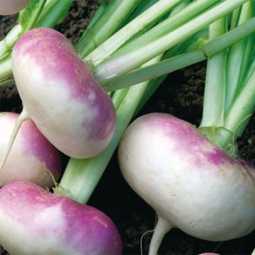 Navet Rave D'Auvergne Hâtif - Brassica rapa