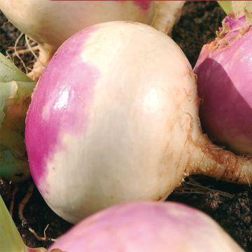 Navet Rave d'Auvergne Tardif - Brassica rapa